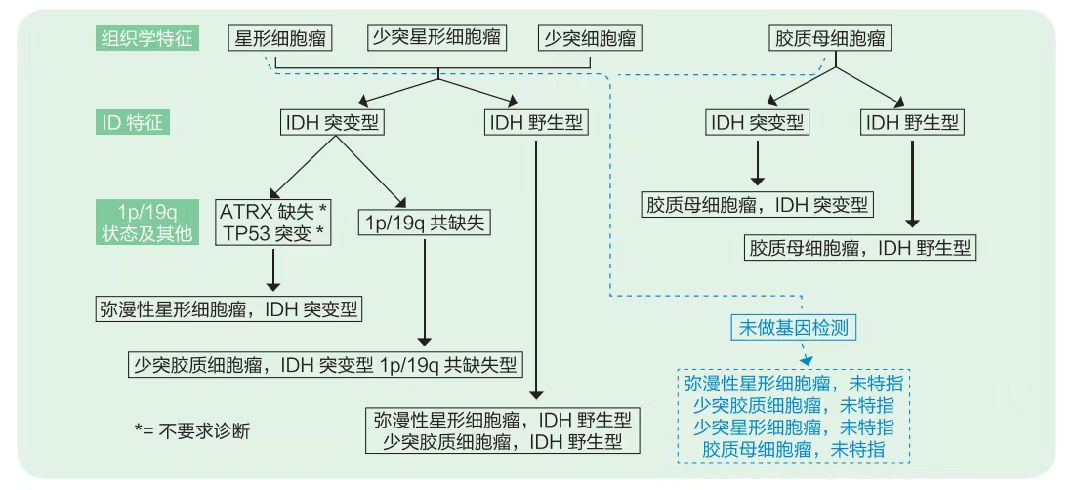 脑胶质瘤-1.png