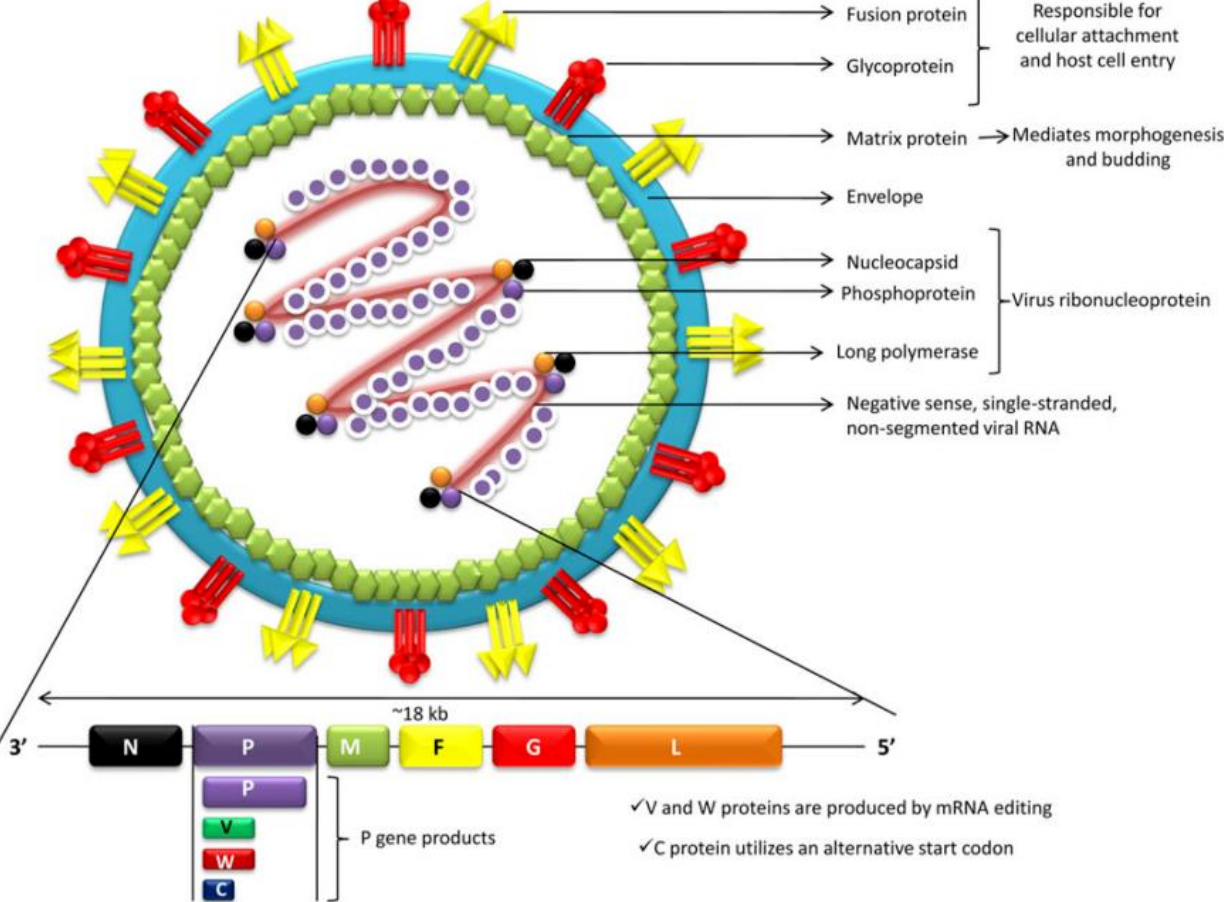 防控尼帕，精准护航//南宫NG28基因尼帕病毒核酸检测试剂重磅上线，助力尼帕病毒感染早筛